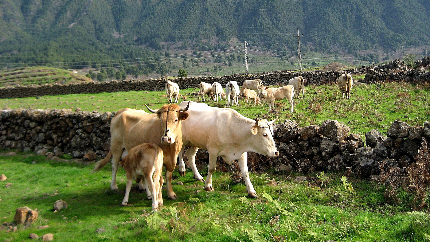 VACA PALMERA